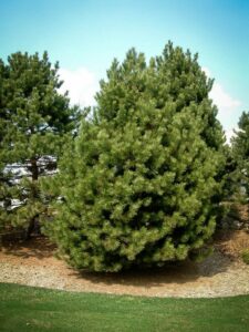 Сосна Чёрная (Pinus Nigra) купить по цене от 270.00р. в интернет-магазине «Посадика» с доставкой почтой в в Волчанске и по всей России – [изображение №1].