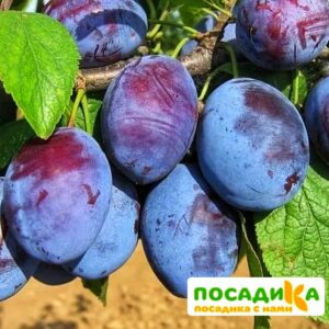 Слива Чачакская ранняя купить по цене от 229.00р. в интернет-магазине «Посадика» с доставкой почтой в в Волчанске и по всей России – [изображение №1].