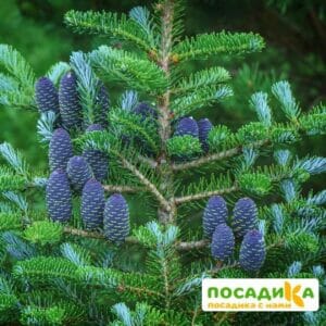 Пихта корейская (Abies koreana) купить по цене от 450.00р. в интернет-магазине «Посадика» с доставкой почтой в в Волчанске и по всей России – [изображение №1].