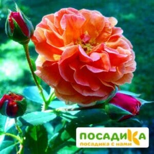 Роза Арабия купить по цене от 350.00р. в интернет-магазине «Посадика» с доставкой почтой в в Волчанске и по всей России – [изображение №1].