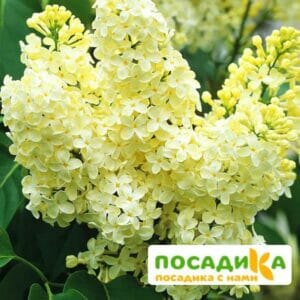 Сирень Примроуз (Primrose) купить по цене от 529.00р. в интернет-магазине «Посадика» с доставкой почтой в в Волчанске и по всей России – [изображение №1].