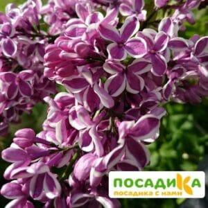 Сирень Сенсация купить по цене от 529.00р. в интернет-магазине «Посадика» с доставкой почтой в в Волчанске и по всей России – [изображение №1].