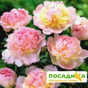 Пион Распберри Сандей (Paeonia Raspberry Sundae) купить по цене от 959р. в интернет-магазине «Посадика» с доставкой почтой в в Волчанске и по всей России – [изображение №1].