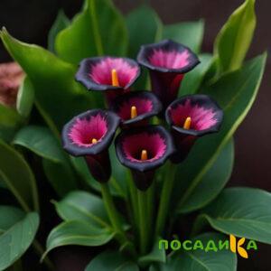 Калла Аура Лейс купить по цене от 400р. в интернет-магазине «Посадика» с доставкой почтой в в Волчанске и по всей России – [изображение №1].