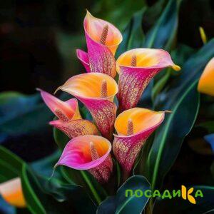 Калла Оникс купить по цене от 450р. в интернет-магазине «Посадика» с доставкой почтой в в Волчанске и по всей России – [изображение №1].