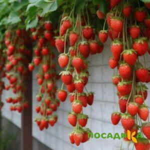 Клубника вьющаяся Комплимент купить по цене от 470р. в интернет-магазине «Посадика» с доставкой почтой в в Волчанске и по всей России – [изображение №1].