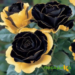 Роза Ханни Сикл купить по цене от 700р. в интернет-магазине «Посадика» с доставкой почтой в в Волчанске и по всей России – [изображение №1].