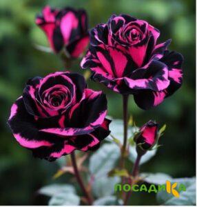 Роза Багровый Шепот купить по цене от 366р. в интернет-магазине «Посадика» с доставкой почтой в в Волчанске и по всей России – [изображение №1].