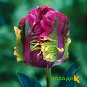 Тюльпан Экзотик Хэвен купить по цене от 186р. в интернет-магазине «Посадика» с доставкой почтой в в Волчанске и по всей России – [изображение №1].