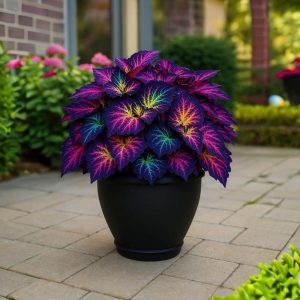 Хоста Фрости Блю купить по цене от 389р. в интернет-магазине «Посадика» с доставкой почтой в в Волчанске и по всей России – [изображение №1].